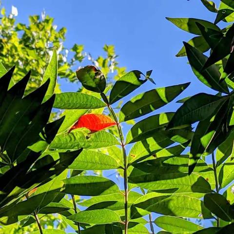 抗疫期间植物的故事（二十八）新疆偶遇