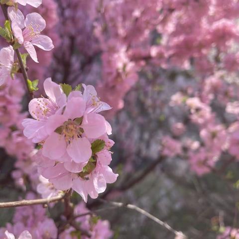 典雅于小 缔造云端完美教室---“春暖花开·与春同行”特色课程（一年组）