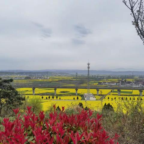 汉中油菜花（下）