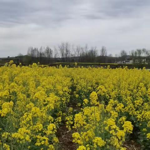 汉中油菜花（上）