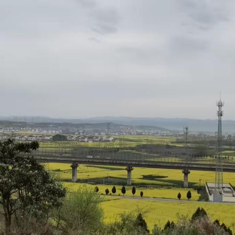 汉中油菜花（中）