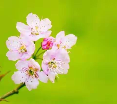 三月，你好！依汶小学道德与法治学科居家教学三月第1周工作汇报