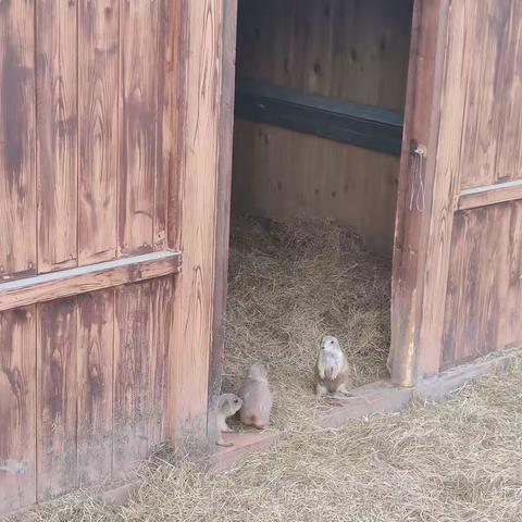 动物园看土拨鼠