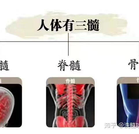 检测♦三髓，骨腔内的一种膏样物质（视频）