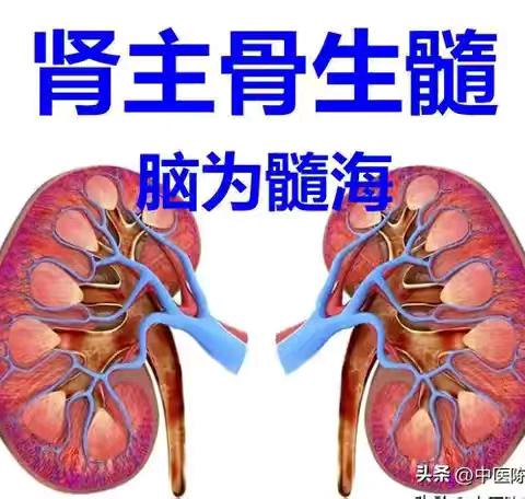 检测♦肾主骨生髓（视频）