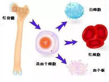 检测♦骨髓—健康之本