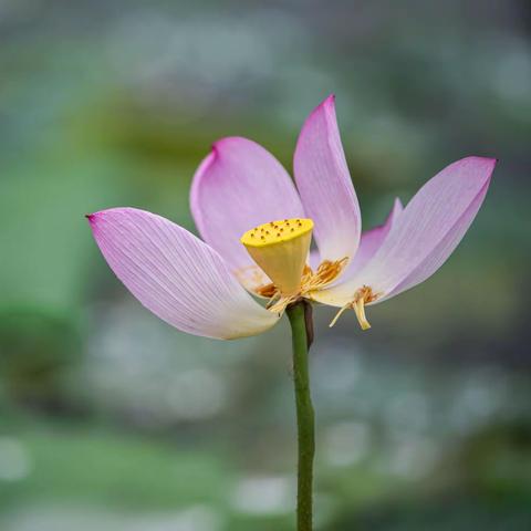 又是一年荷花开