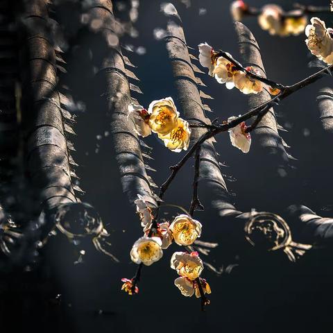 我与梅花有缘