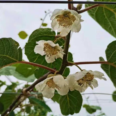 又是一年花开时，花粉安全要重视——周至县农业农村局和周至县市场监管局为猕猴桃花粉安全保驾护航