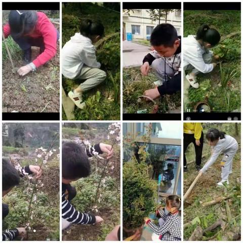 植树节，种下希望，收获未来！—新蓝学校小学三年级植树节美篇