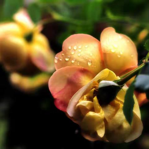 清晨  小区的花