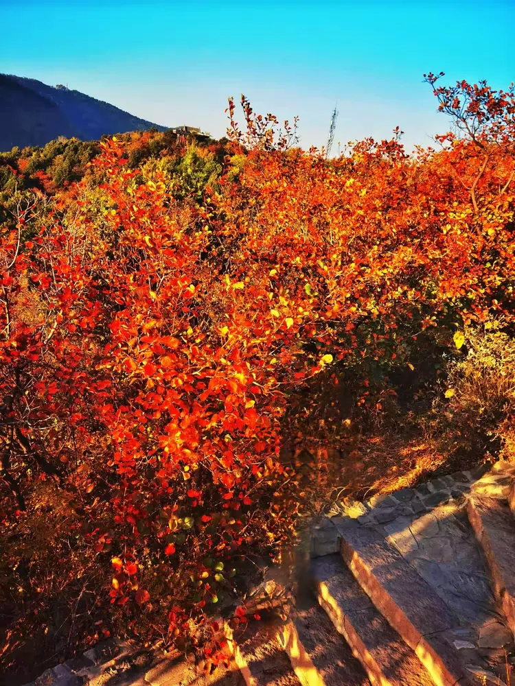 登顶香山赏红叶