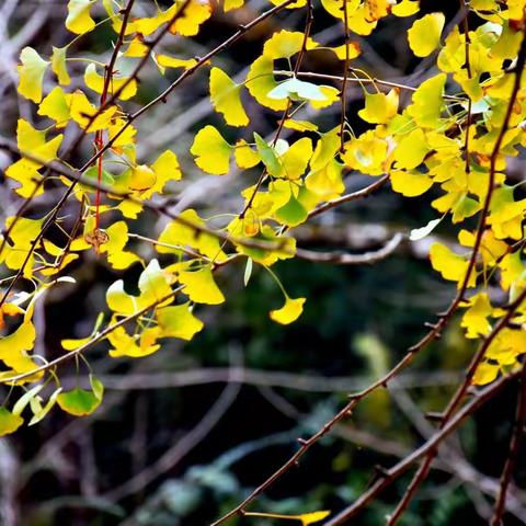 行•摄——扫“黄”之约