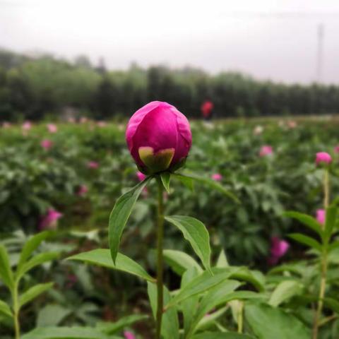 踏青  赏花