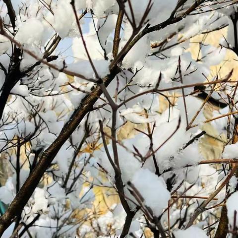 千树万树梨花开