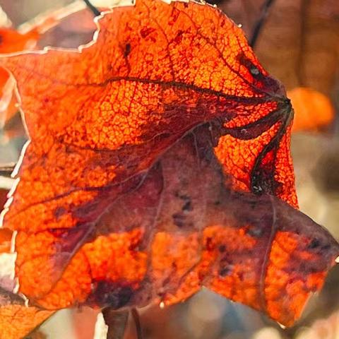 认真地按下快门