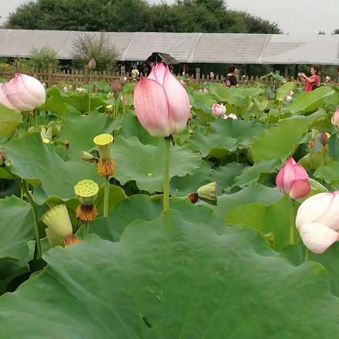 映日荷花别样红