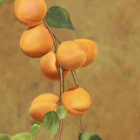 西邵红杏酝酿了千年的乡愁