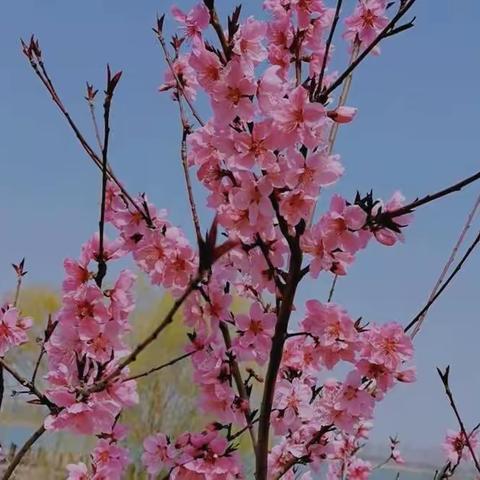 春风有信🍀花开有期🍀