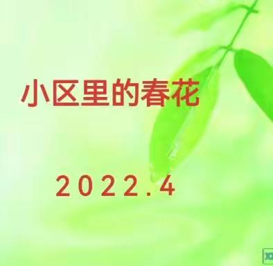 小区里的春花