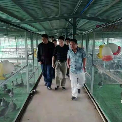 海口市林业局副调研员张新泰带队检查我市鸟类人工驯养场所