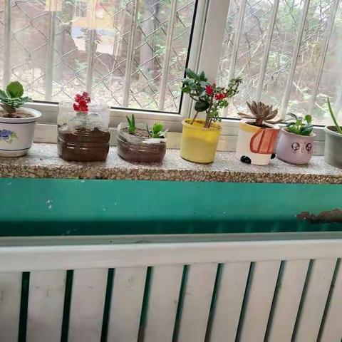 我为班级添风景，我与绿植共成长（副本）