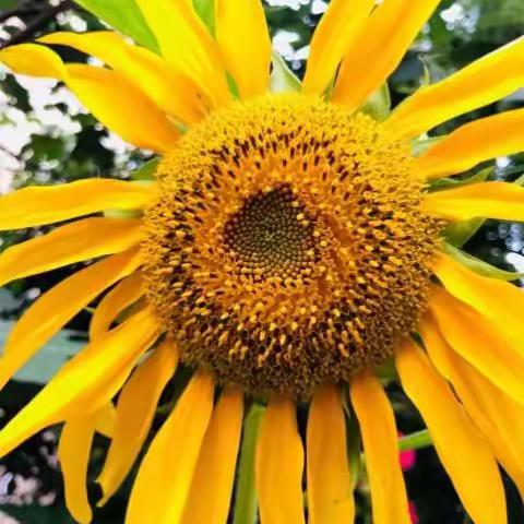 向日葵（一5谭佳谣）