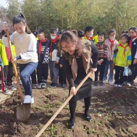 播种希望 收获快乐—梅园路小学收菜农事体验劳动实践活动