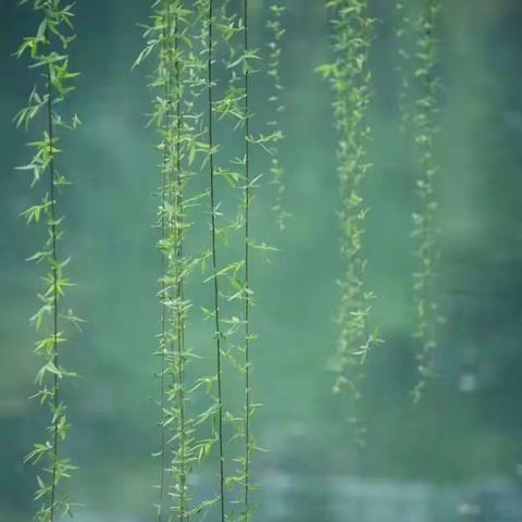 书写是一种快乐，坚持是一种态度———庚子空中课堂，同样的精彩✍📖🕊️