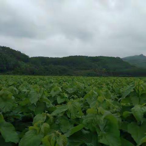 坚定信念扎根山村，推动桑蚕技术进步