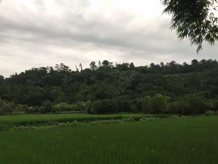 雨后的美景