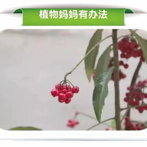 【多彩作业】植物的旅行—二六班仿写《植物妈妈有办法》