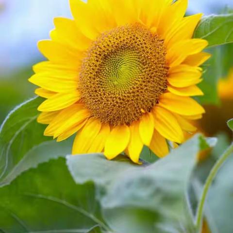 【沉悦时光 红润百年】大荔县凯迪幼儿园第二十周工作总结《爱在盛夏    期待遇见🤗》