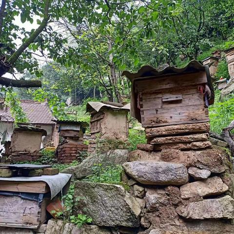 石砭峪新村中蜂养殖户蜂场遭遇黑熊啃食蜂蜜调查记