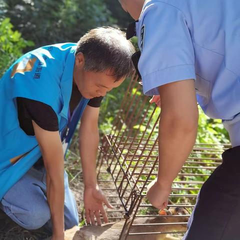 [长安区秦岭保护局]林保中心干群齐力救助小麂