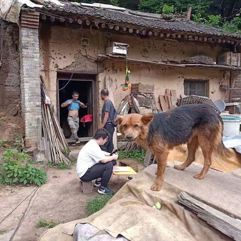 黑熊啃食蜂农蜂蜜害情追踪取证调查进行中
