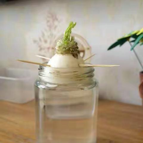 水培萝卜的生长记录