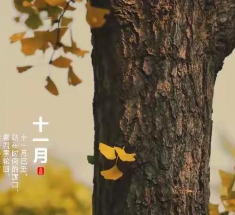 四季花园生活服务中心2022年11月份工作简报