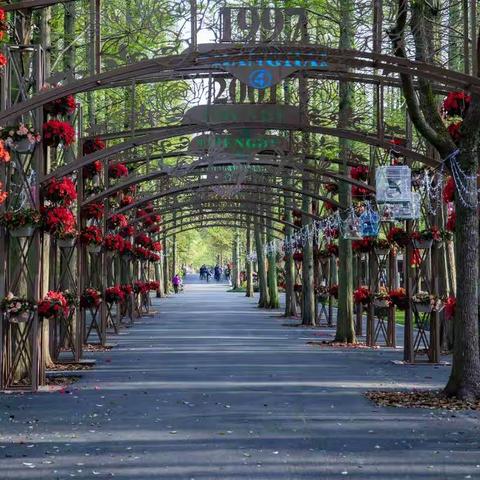 崇明东平森林公园花博花前奏