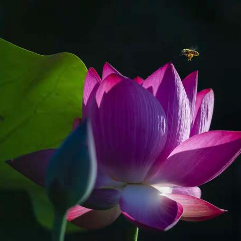 灼灼荷花瑞，亭亭出水中