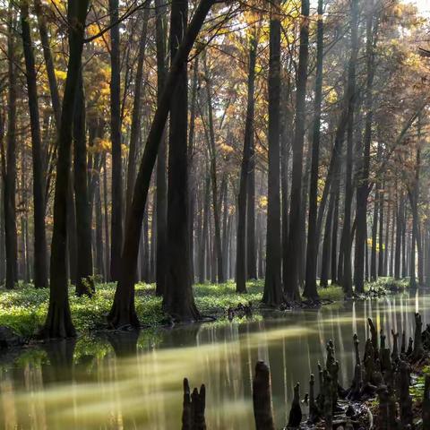 李中水杉森林公园