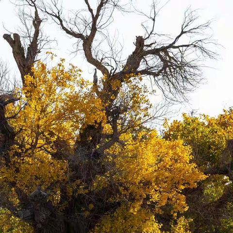 2021-10-05行摄环阿拉善/乌海湖/大峡谷/额济纳旗/胡杨林/居延海/胡杨神树/巴丹吉林沙漠8日游