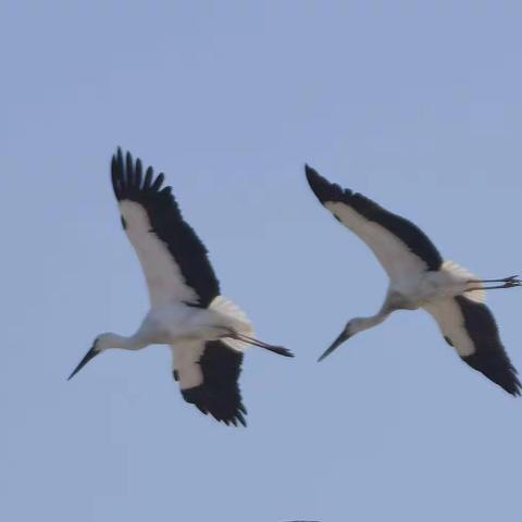 【滨海风情】（1）《东方白鹳》2022.01.06.旅顺双岛湾张家村