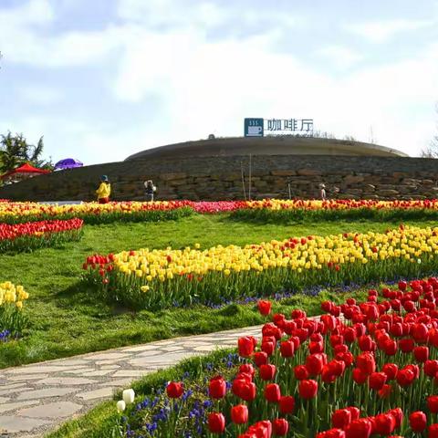 【滨海风情】《郁金香花海-美如画》2022.04.23