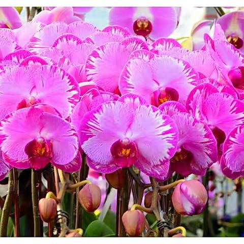 【原创】《百花争艳—喜迎二月春》