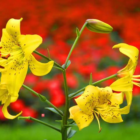 【滨海风情原创】《百荷花之韵》2022.07.04.大工老年摄影协会赴英歌石植物园采风活动！