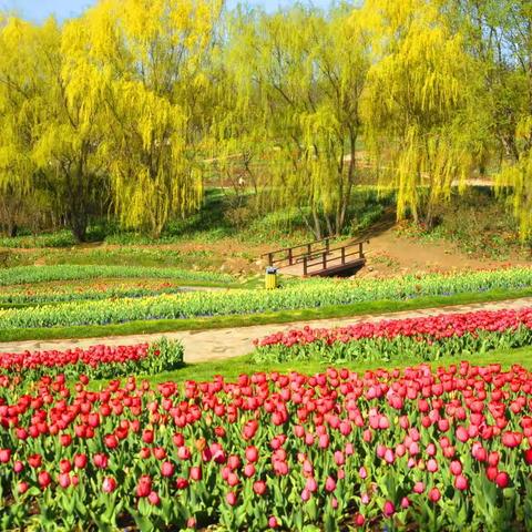 [原创]《英歌石植物园-郁金香花海》2022.04.16