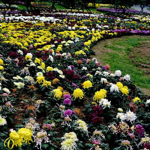 【滨海风情】(1)《英歌石植物园-菊花展》2021.9.29.