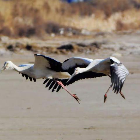 【滨海风情】（3）《东方白鹳》2022.01.06.旅顺张家村