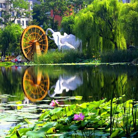 【滨海风情原创】《泽龙湖-荷花韵》2022.07.14